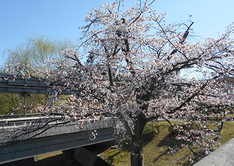 国際会館の桜