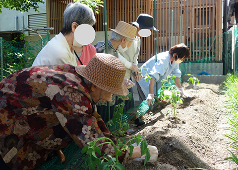 トマトの苗植え中